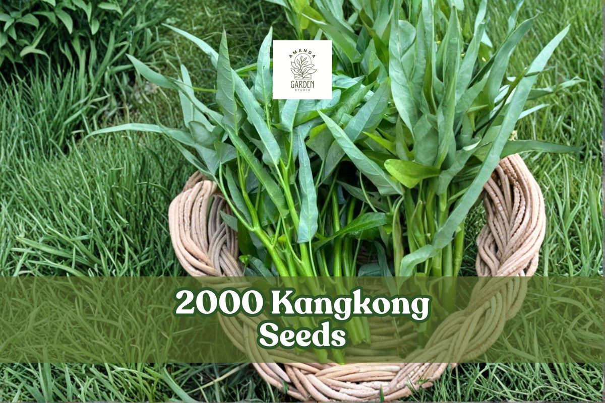 2000 Kangkong Seeds – Ong Choy Water Spinach Ipomoea aquatica – Fast-Growing Leafy Vegetable for Garden & Containers