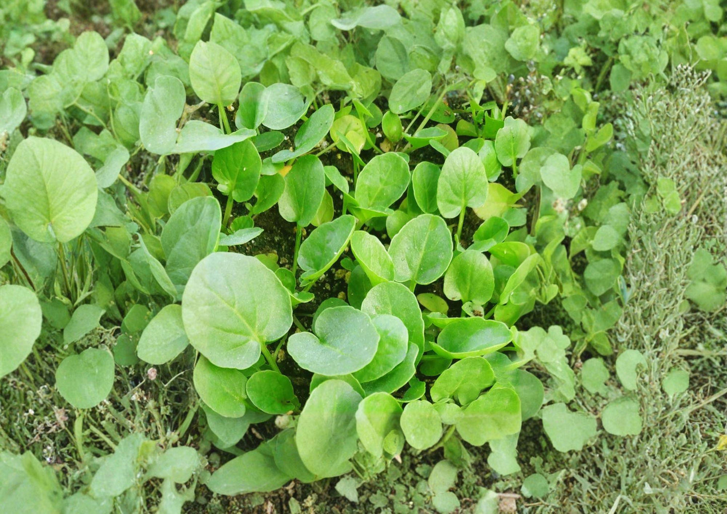 Upland Cress Seeds, Heirloom Non-GMO, Peppery Salad Green, Barbarea verna, Fast Growing Leafy Herb, Kitchen Garden Plant