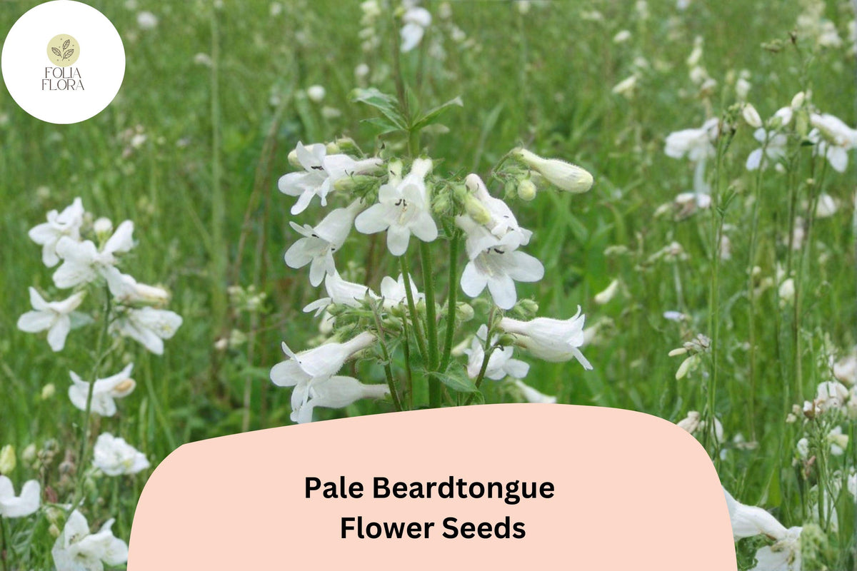 Pale Beardtongue Seeds – 100 Penstemon pallidus Native Wildflower for Prairie, Meadow & Pollinator Gardens