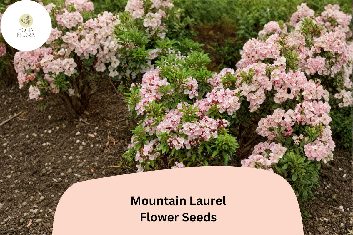 Mountain Laurel Seeds – 100 Kalmia latifolia Native Evergreen Shrub with Pink Flowers for Woodland Gardens and Landscaping