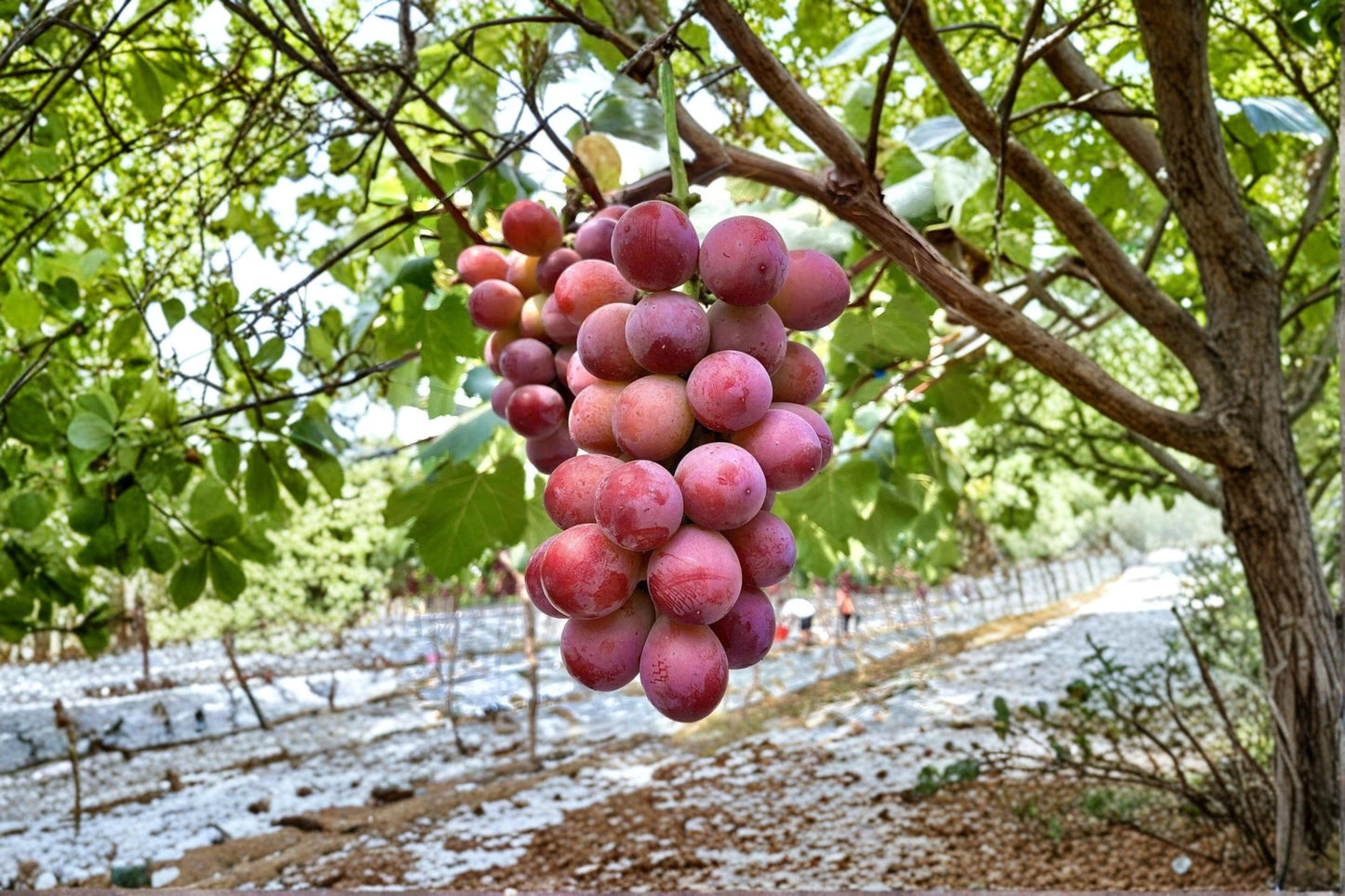 Queen Nina Grape Cuttings 6-8" | Vitis vinifera ‘Queen Nina’ Fruit Vine for Garden & Vineyard