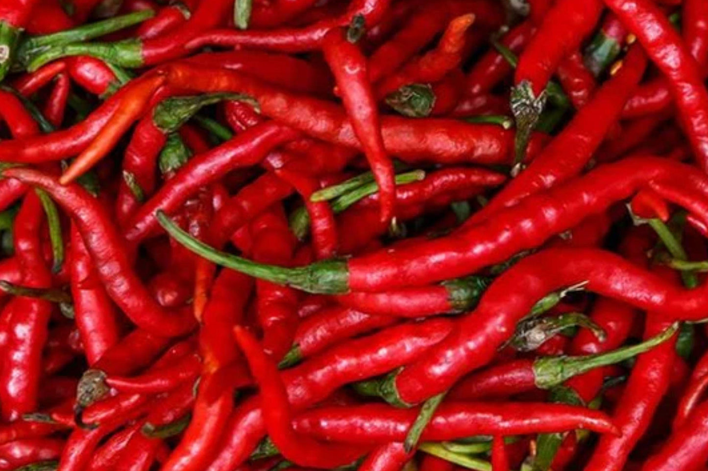 Long Slim Cayenne Pepper Seeds – Heirloom Non-GMO Chili Pods for Hot Sauces and Drying