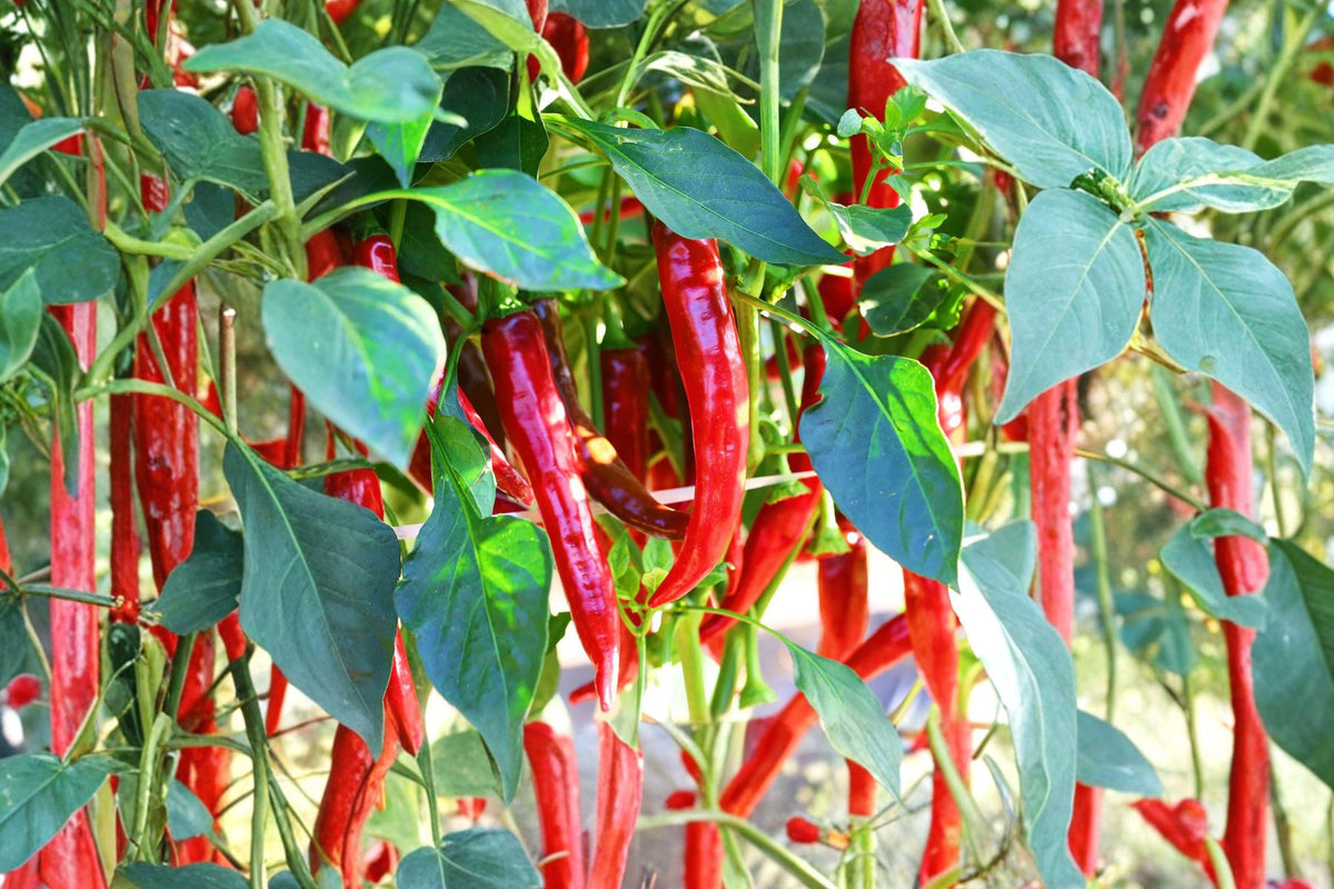 Cayenne Pepper Seeds Fiesta Blend Heirloom Organic Non-GMO Chili Peppers 50+ Seeds