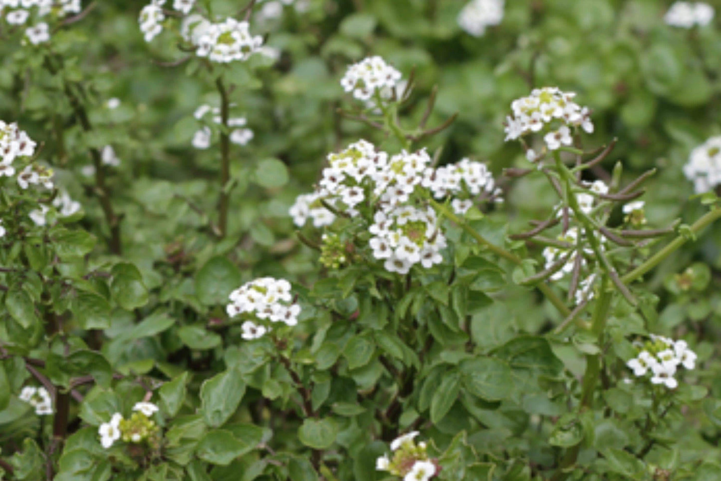 Watercress Seeds - Heirloom Nasturtium Officinale Aquatic Leafy Green Herb for Water Gardens & Containers