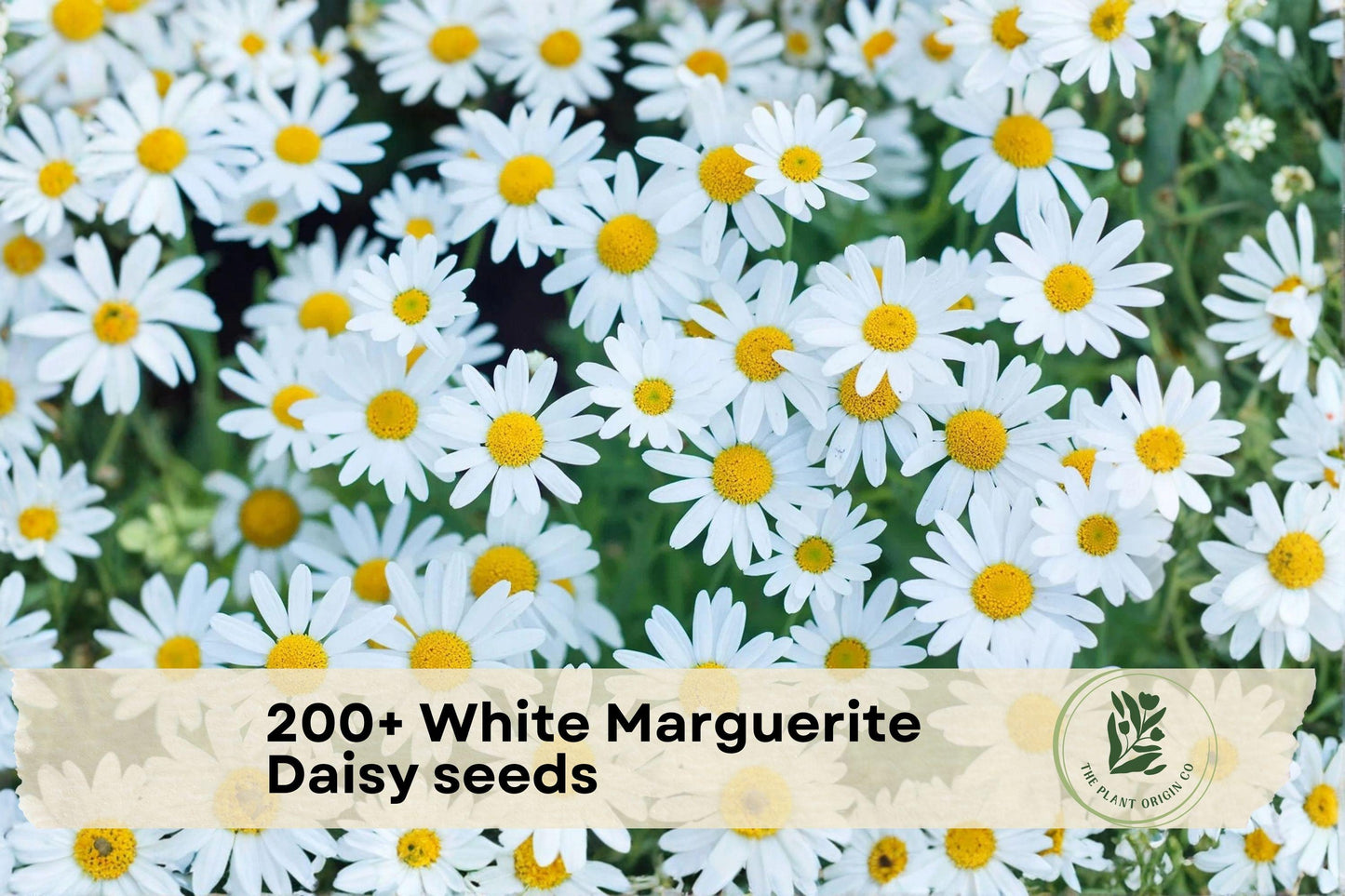 200+ White Marguerite Daisy Seeds - Argyranthemum frutescens, Flowering Perennial for Garden Beds, Borders & Containers