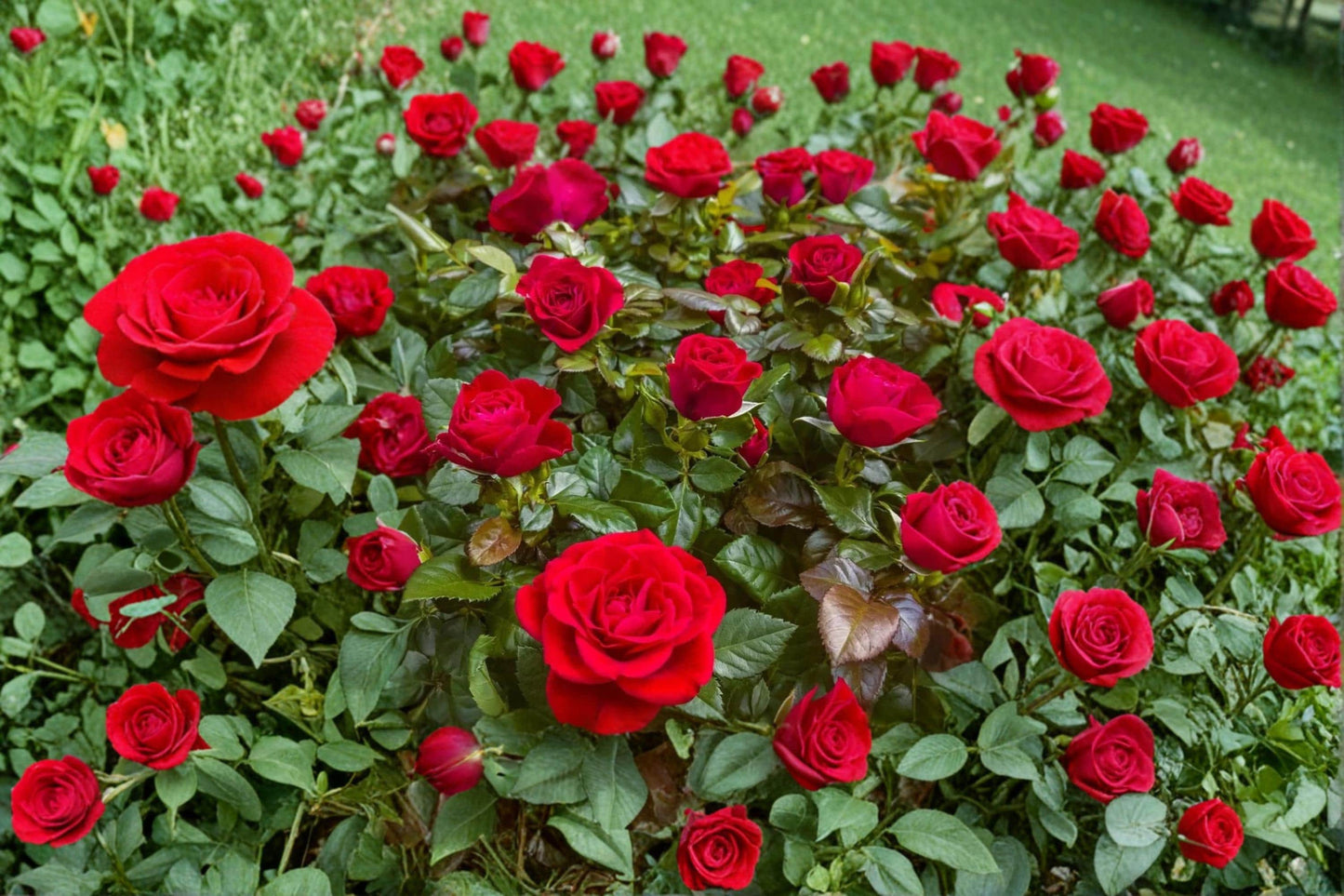 Mister Lincoln Rose Cuttings – Unrooted 6-8" Deep Red Hybrid Tea Rose Rosa ‘Mister Lincoln’