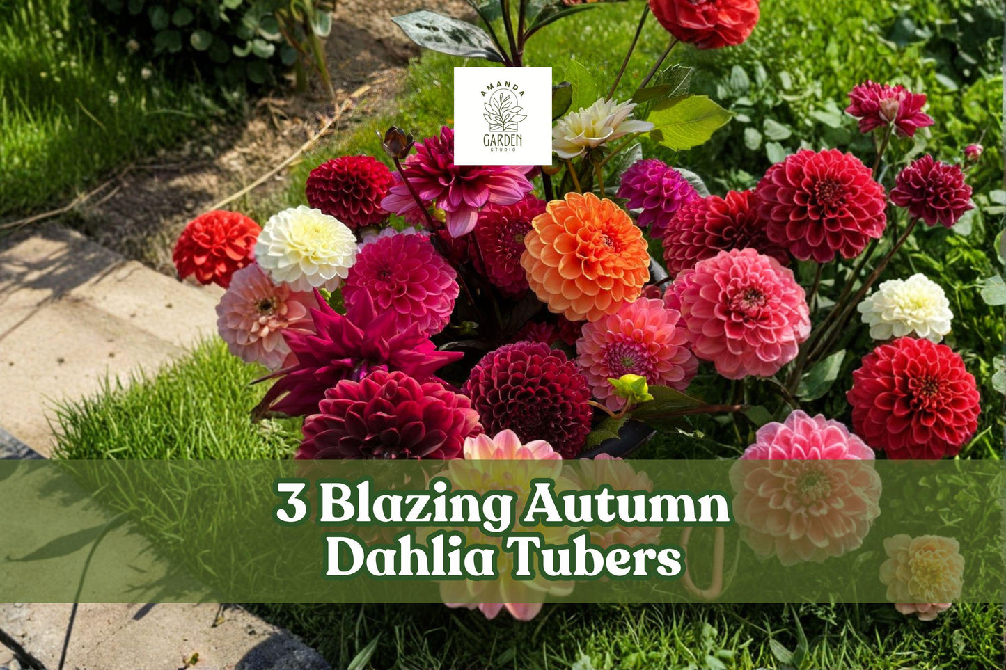 Blazing Autumn Dahlia Tubers – Mixed Color Flowering Perennial Plant – Dahlia spp.