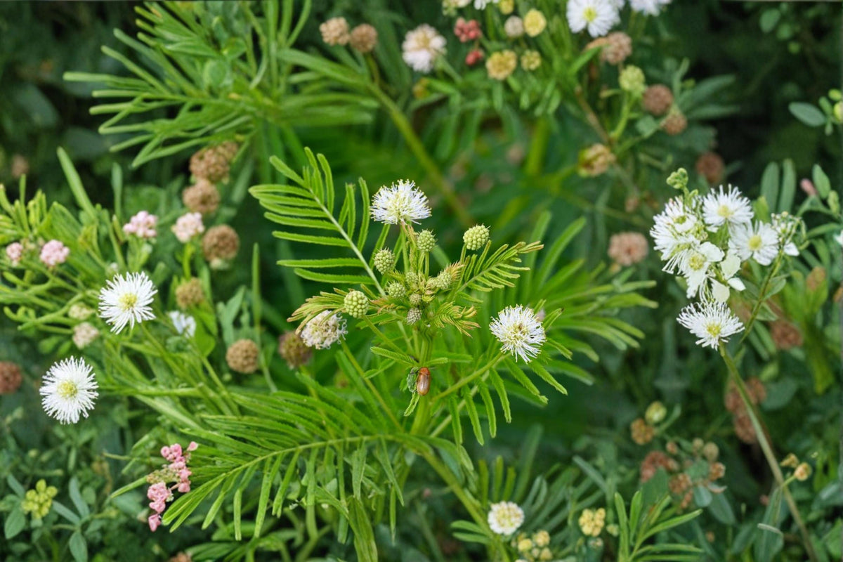 Illinois Bundleflower Seeds – Native Wildflower, Pollinator Friendly, Non-GMO, Desmanthus illinoensis, Prairie & Wildlife Garden Plant