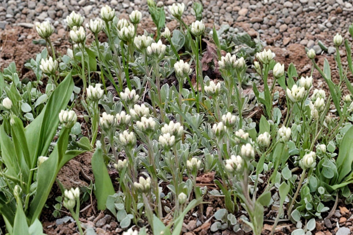 Pussytoes Seeds, Antennaria plantaginifolia, Perennial Groundcover, Native Pollinator Plant, Non-GMO, Drought Tolerant