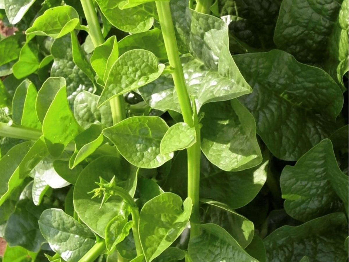 Green Malabar Spinach Seeds – Climbing Vine, Heat-Tolerant, Tropical Leafy Vegetable, Basella alba, 50 Non-GMO Seeds