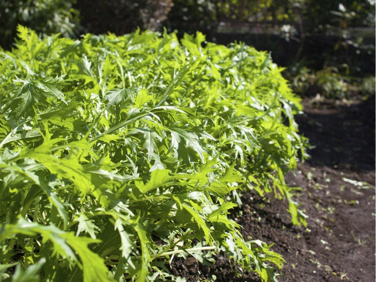 Early Mizuna Seeds – 500 Non-GMO Brassica rapa var. nipposinica Japanese Mustard Greens for Salad & Stir-Fry