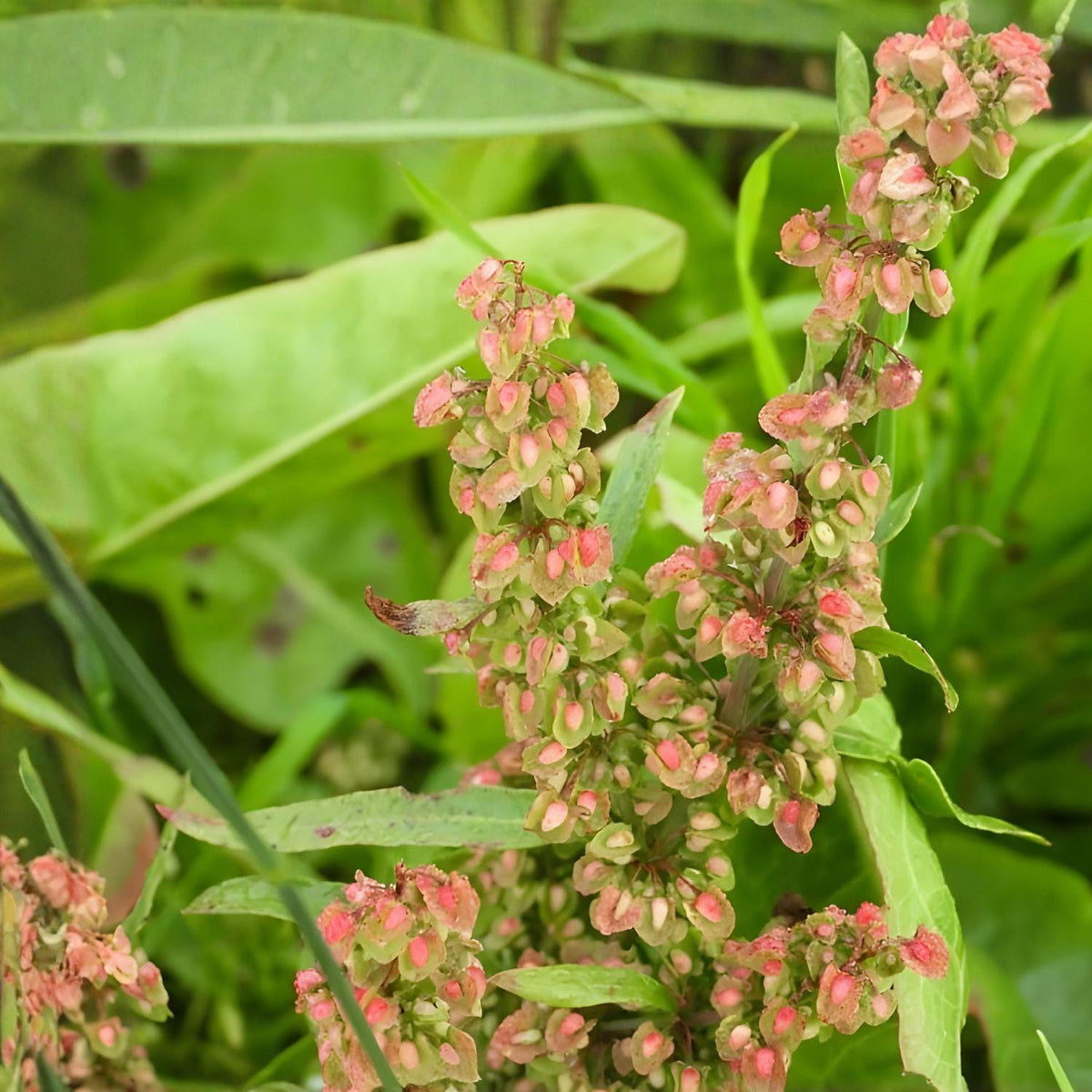Pale Dock Seeds Rumex altissimus Native Perennial Wildflower for Prairie Restoration, 100 Seeds