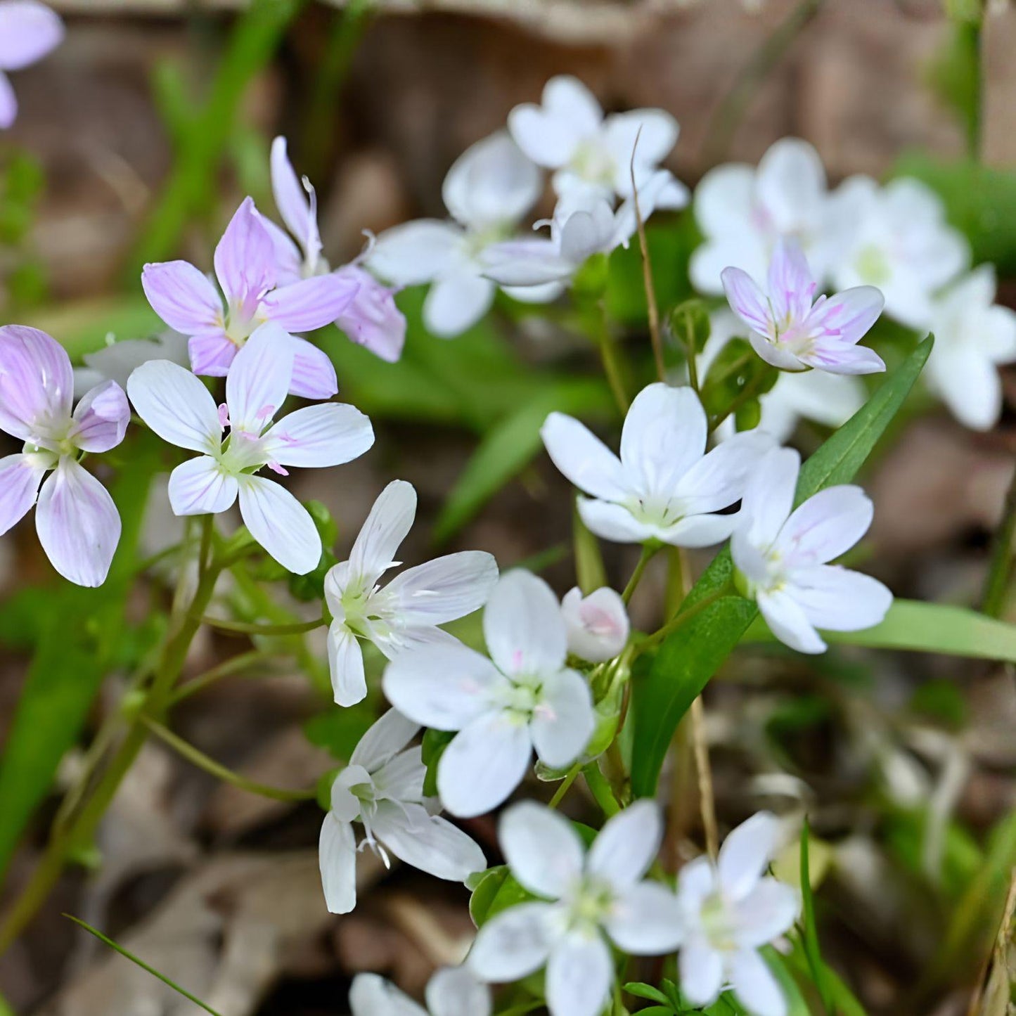 Spring Beauty Wildflower Seeds – Native Claytonia virginica, Early Blooming Shade Perennial, 20 Seeds for Woodland Gardens