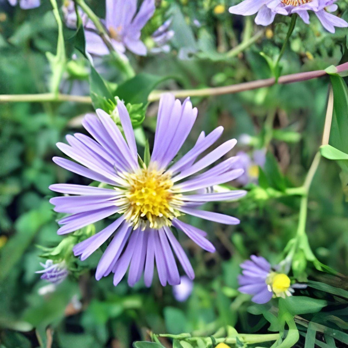 Swamp Aster Seeds 350 Symphyotrichum puniceum Native Wetland Perennial Pollinator Wildflower for Rain Gardens and Moist Soils