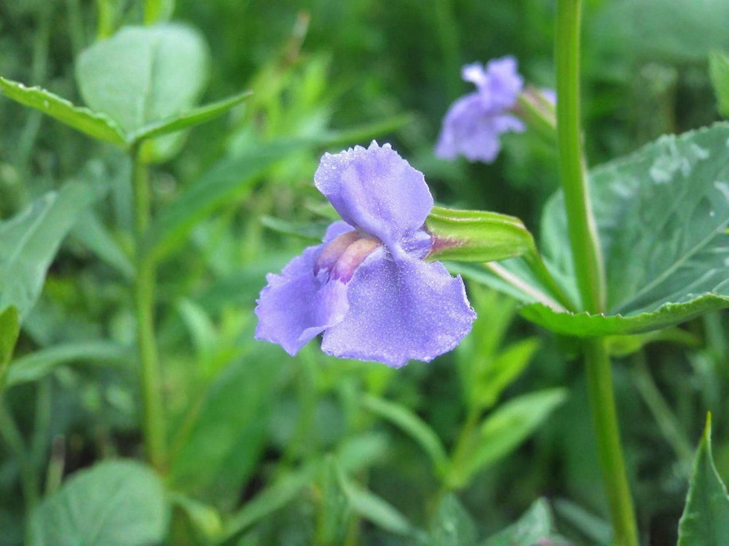 Mimulus ringens Seeds – Heirloom Native Wildflower for Wetland Gardens – Monkey Flower, Allegheny Monkeyflower, Square-Stemmed