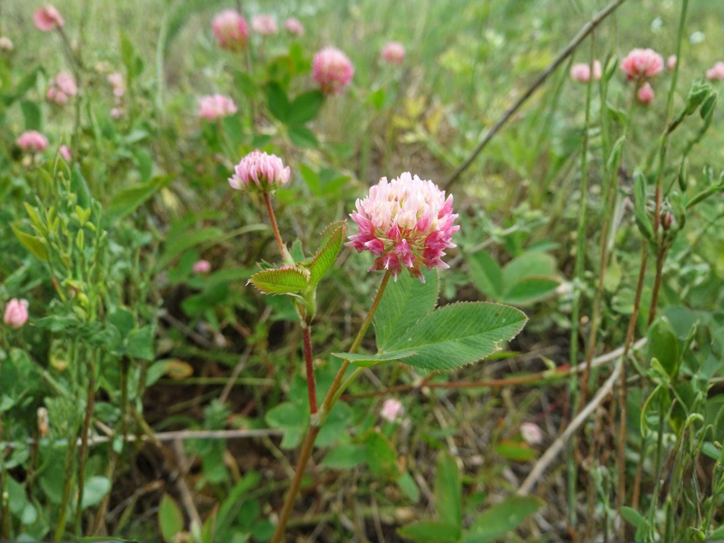 Alsike Clover Seeds | Trifolium hybridum Flowering Plant | Pink to White Blooms | Perennial Garden Seeds