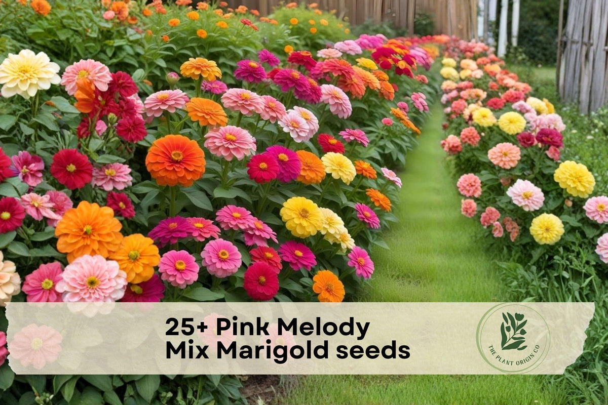 Pink Melody Mix Marigold Seeds – 25+ Pink and Pastel Annual Flowers for Garden Beds, Containers, Pollinator Gardens, Tagetes spp.