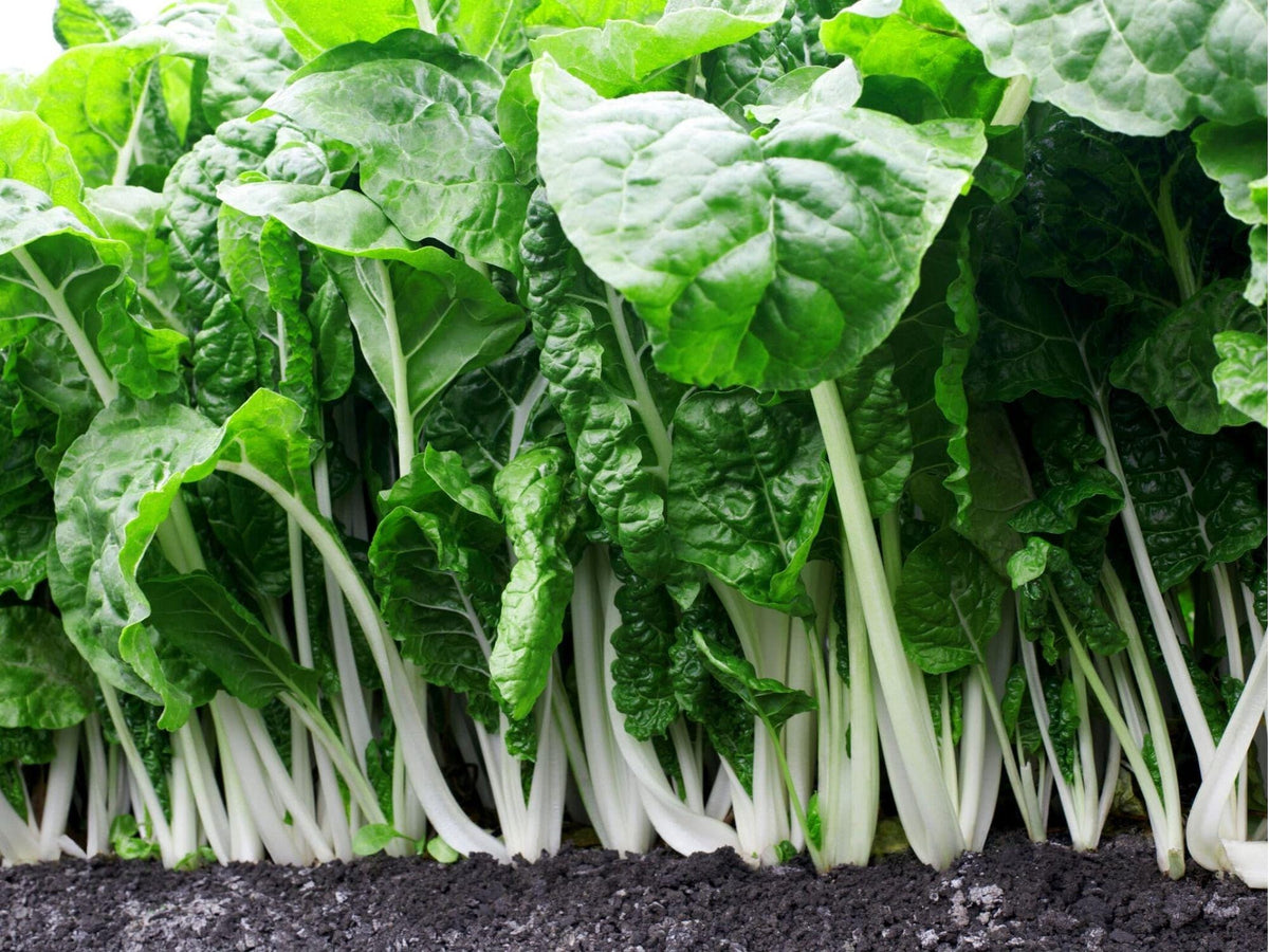 Fordhook Swiss Chard Seeds – 50 Non-GMO Beta vulgaris Leafy Green Vegetable for Salad, Sauté, and Cooking