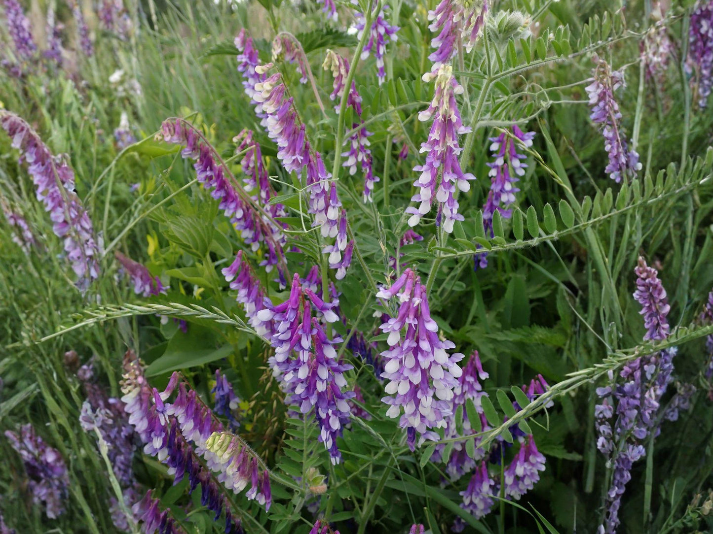 Hairy Vetch Purple Flower Seeds, Vicia villosa, Climbing Vining Plant for Gardens & Natural Plantings