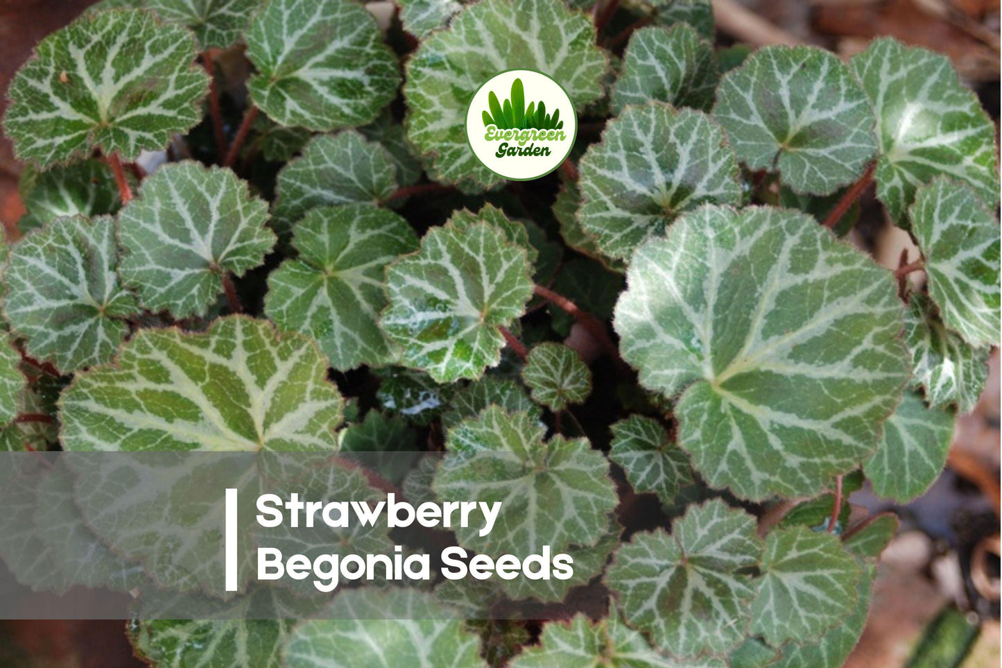 25 Strawberry Begonia Seeds, Saxifraga stolonifera, Ornamental Foliage Plant for Hanging Baskets & Shade Gardens