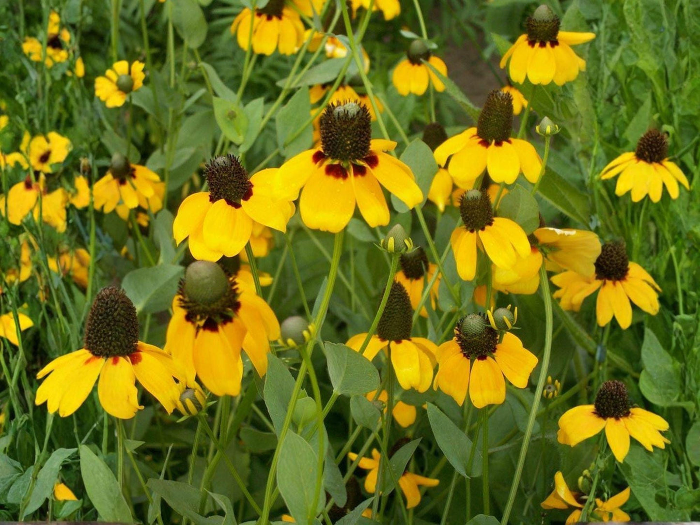 Clasping Coneflower Seeds | Heirloom Non-GMO Wildflower Seeds | Rudbeckia amplexicaulis Flowering Plant