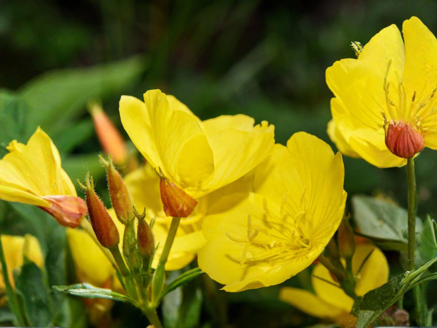 Evening Primrose Seeds | Heirloom Non-GMO Wildflower Planting | Oenothera lamarckiana | Bright Yellow Blooms