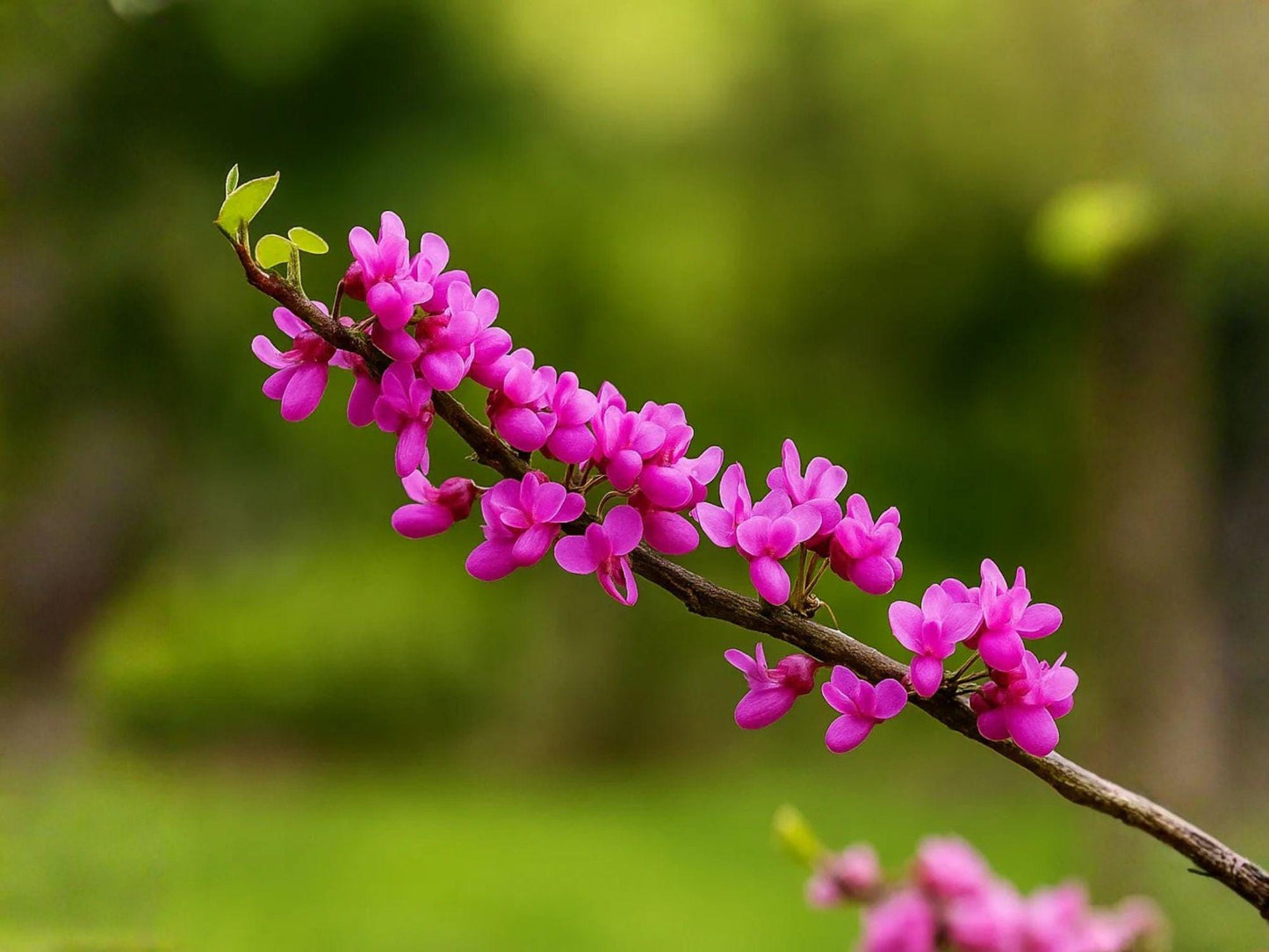 Chinese Redbud Tree Seeds | Heirloom Non-GMO Flowering Ornamental Garden Tree Cercis chinensis