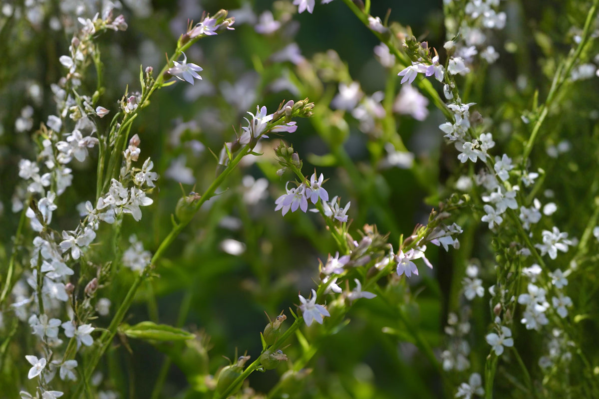 Indian Tobacco Seeds (Lobelia inflata) – Native Wildflower for Pollinator Gardens, Woodland, Easy to Grow, 100 Seeds