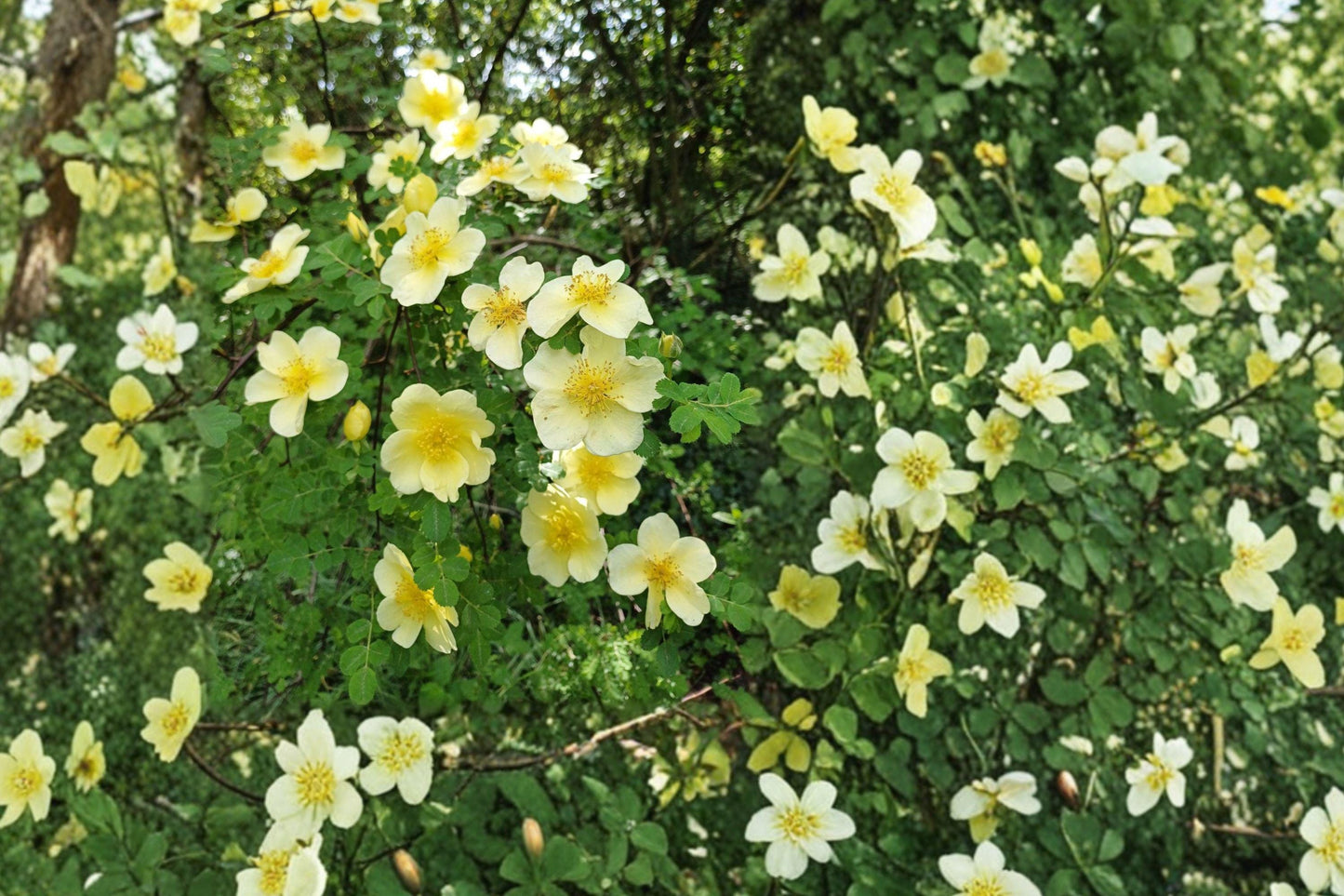 Manchu Yellow Rose Seeds | Hardy Ornamental Shrub | Bright Yellow Blooms | Rosa xanthina Non-GMO Seeds