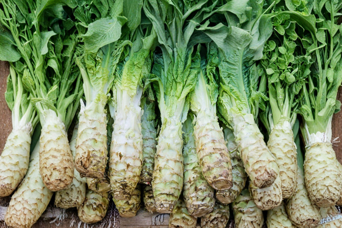 Celtuce Seeds Taiwan Sword Leaf Stem Lettuce Heirloom Vegetable Non-GMO 200 Seeds for Asian Cuisine, Stir-Fries & Salads