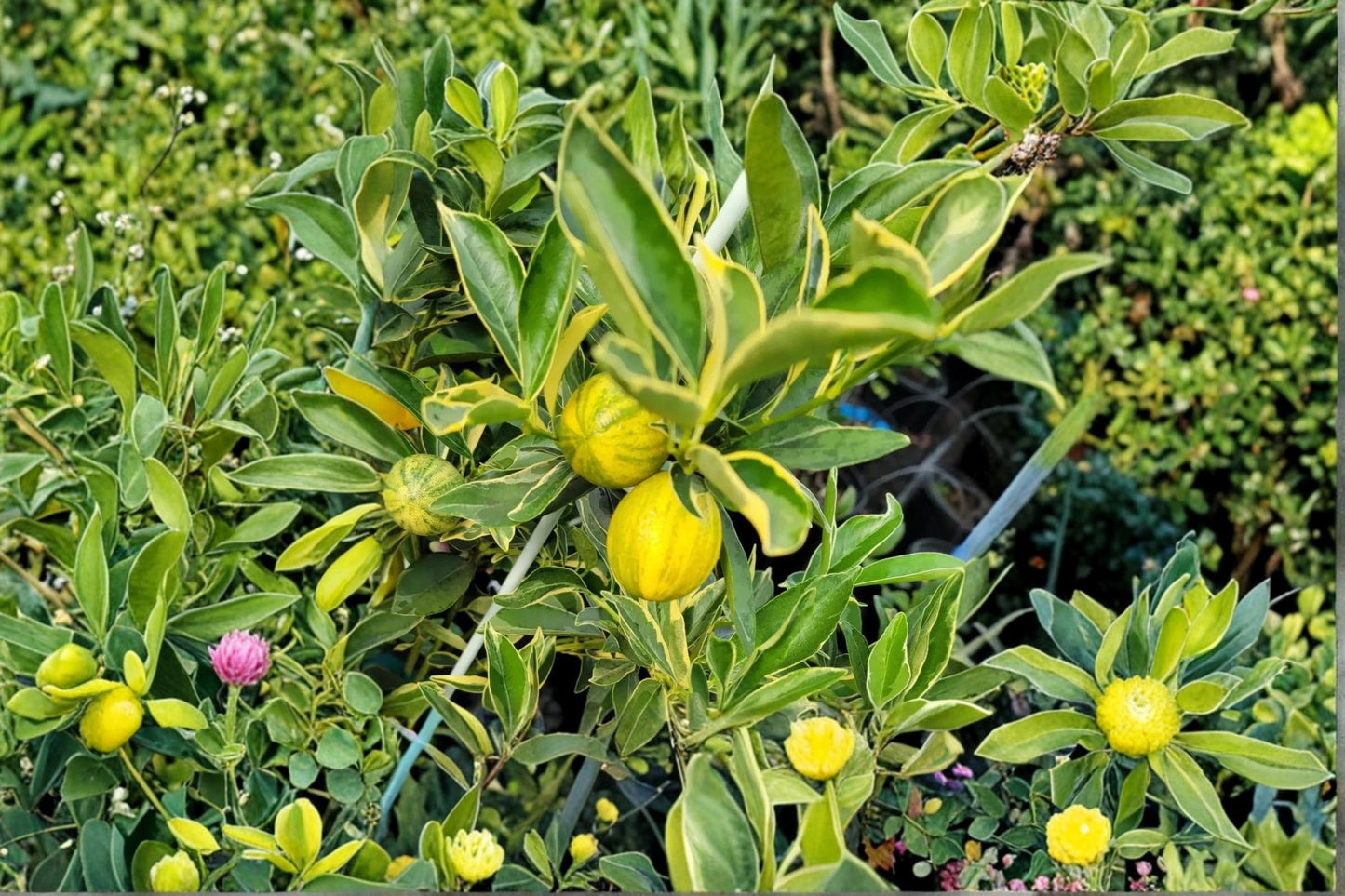 Centennial Variegated Kumquat Citrus Tree Live Plant 8-12" Variegated Citrus (Citrus japonica) for Garden & Container