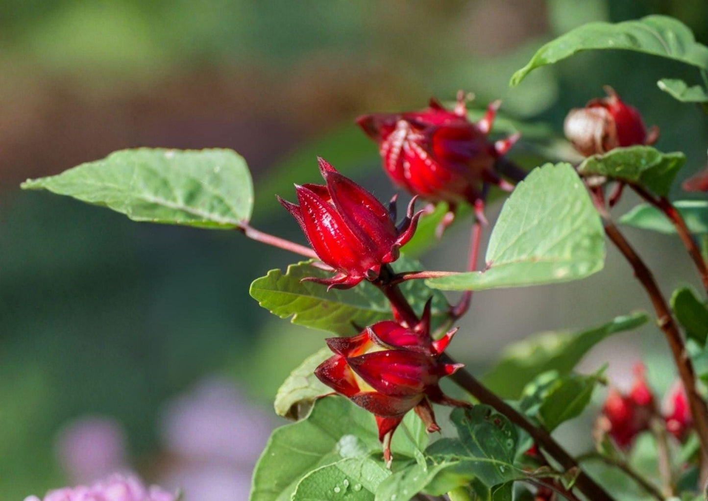 Roselle Seeds, Hibiscus sabdariffa, Edible Plant, Red Calyx, Herbal Tea, Non-GMO, Tropical Heirloom, Edible Landscaping