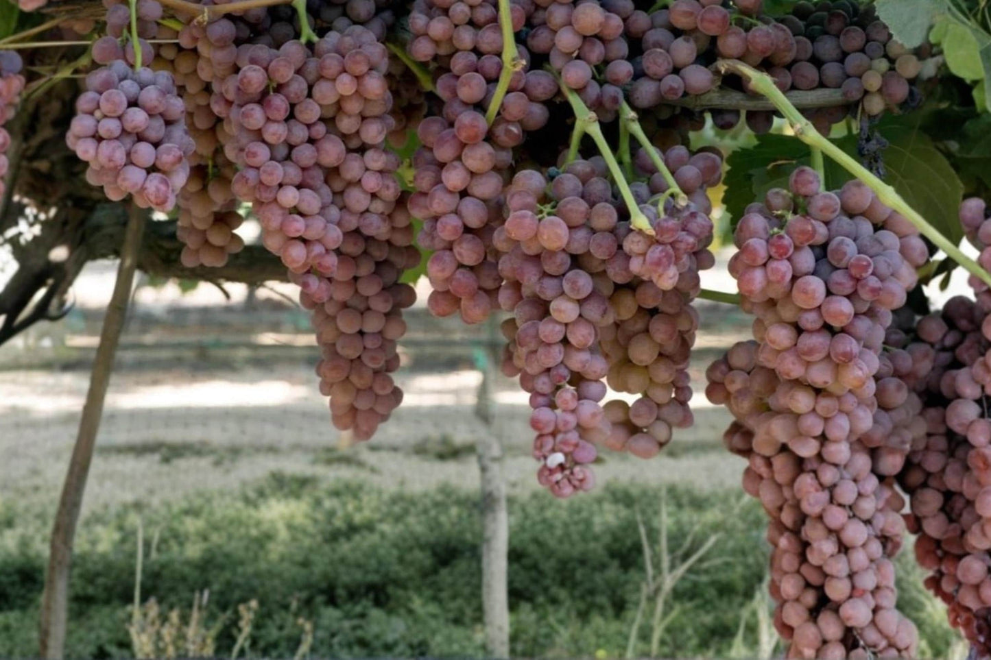 Gum Drop Grape Vine Live Plant 1-2 FT Vitis vinifera Fruitful Climbing Vine for Garden or Vineyard