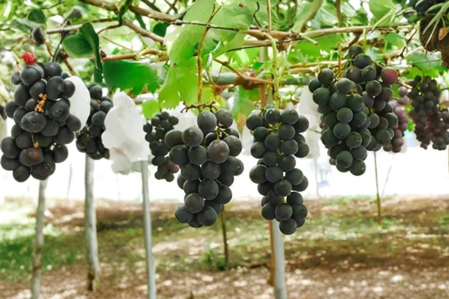 Japanese Pione Grape Cuttings 5 Unrooted Vitis vinifera Fruit Vine for Grafting and Propagation