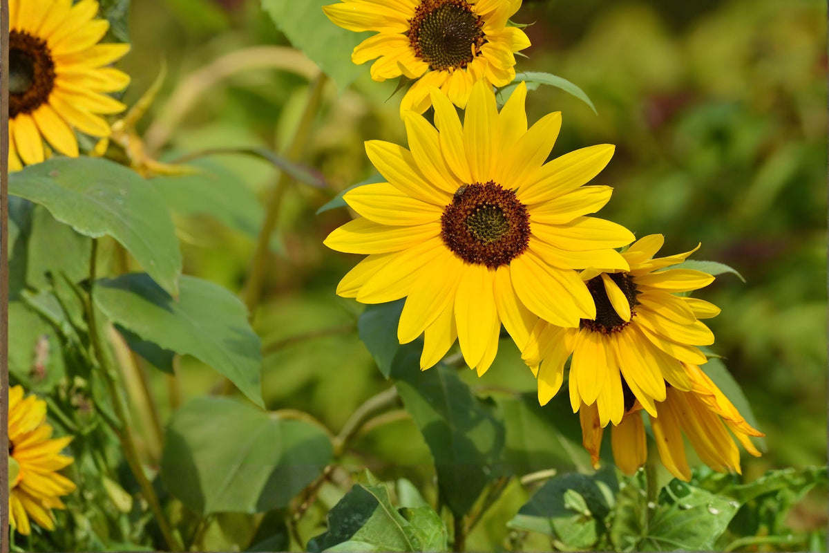Maximilian Sunflower Seeds | Helianthus maximiliani | Native Prairie Wildflower | 50 Seeds for Pollinator Gardens