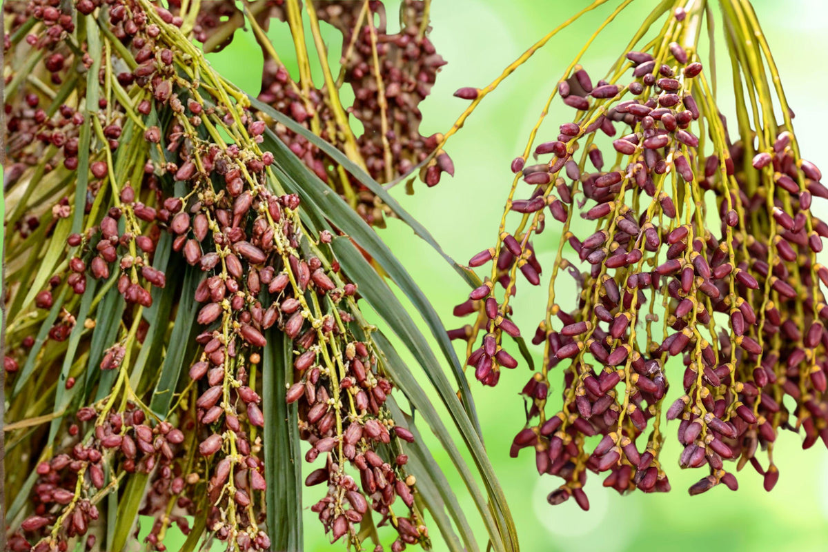 Pygmy Date Palm Seeds | Phoenix roebelenii Mini Palm Tree | Tropical Indoor & Patio Plant | 5 Seeds