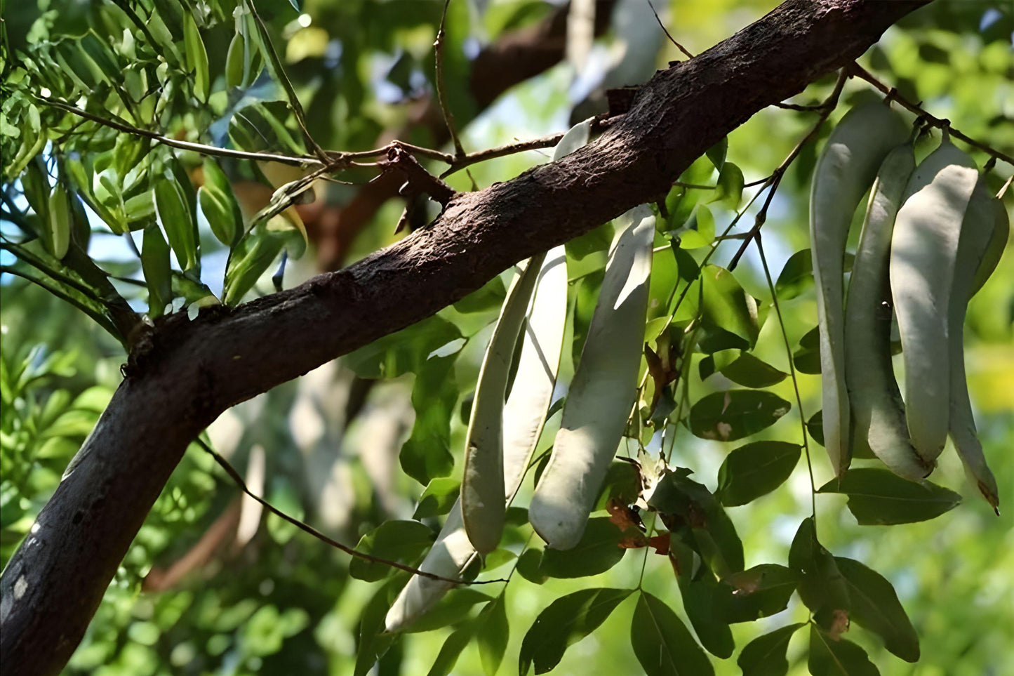 Chinese Honeylocust Seeds | Gleditsia sinensis | Soap Bean Tree | Ornamental & Medicinal Plant | 10 Seeds