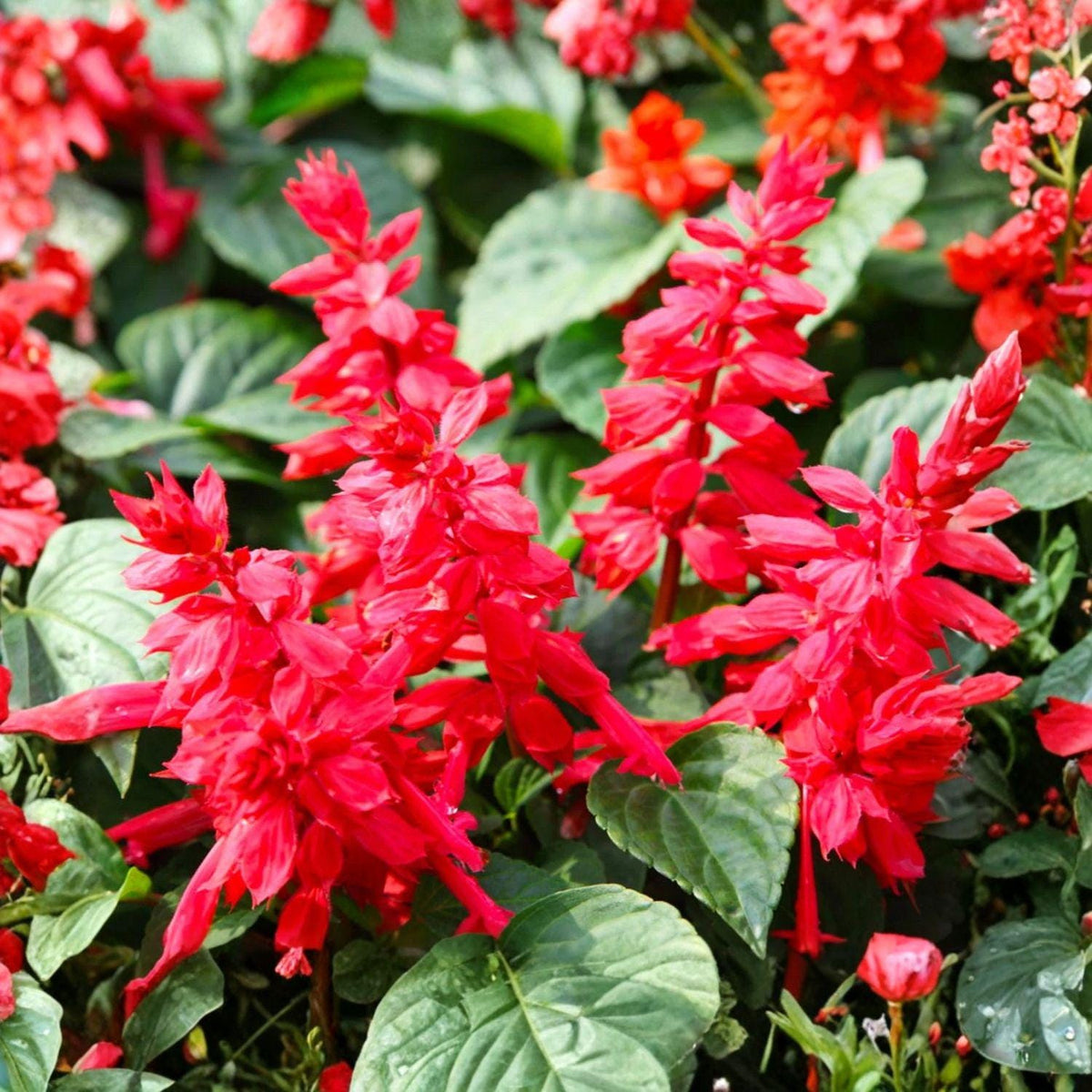 Scarlet Sage Seeds 50 Salvia coccinea Bright Red Flowers Pollinator Plant for Hummingbird Gardens