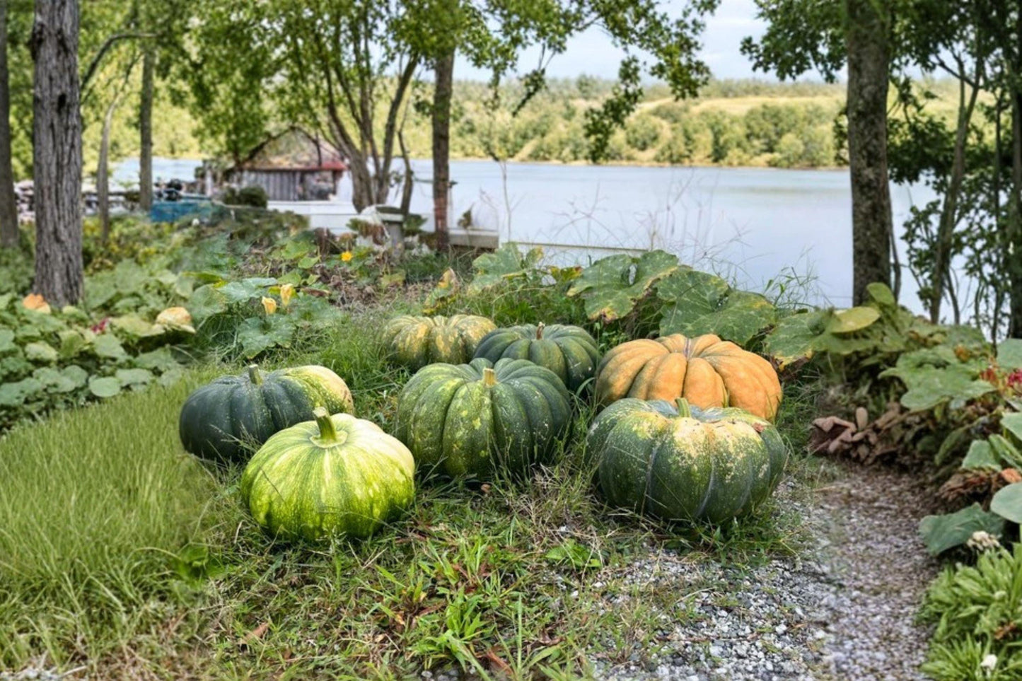 Fairytale Pumpkin Seeds, Musquée de Provence, French Heirloom, Cooking Variety, Non-GMO, Gourmet Pumpkin Seeds