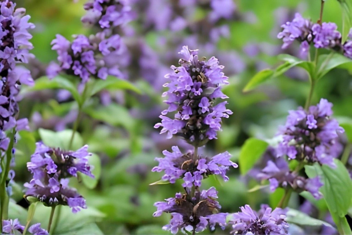 Anise Hyssop Seeds 100 Pack | Agastache foeniculum | Fragrant Native Herb for Pollinators & Herb Gardens