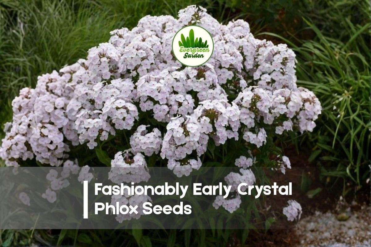 Fashionably Early Crystal Phlox Seeds | Perennial White Flower Seeds | Phlox paniculata hybrid for Borders & Pollinator Gardens