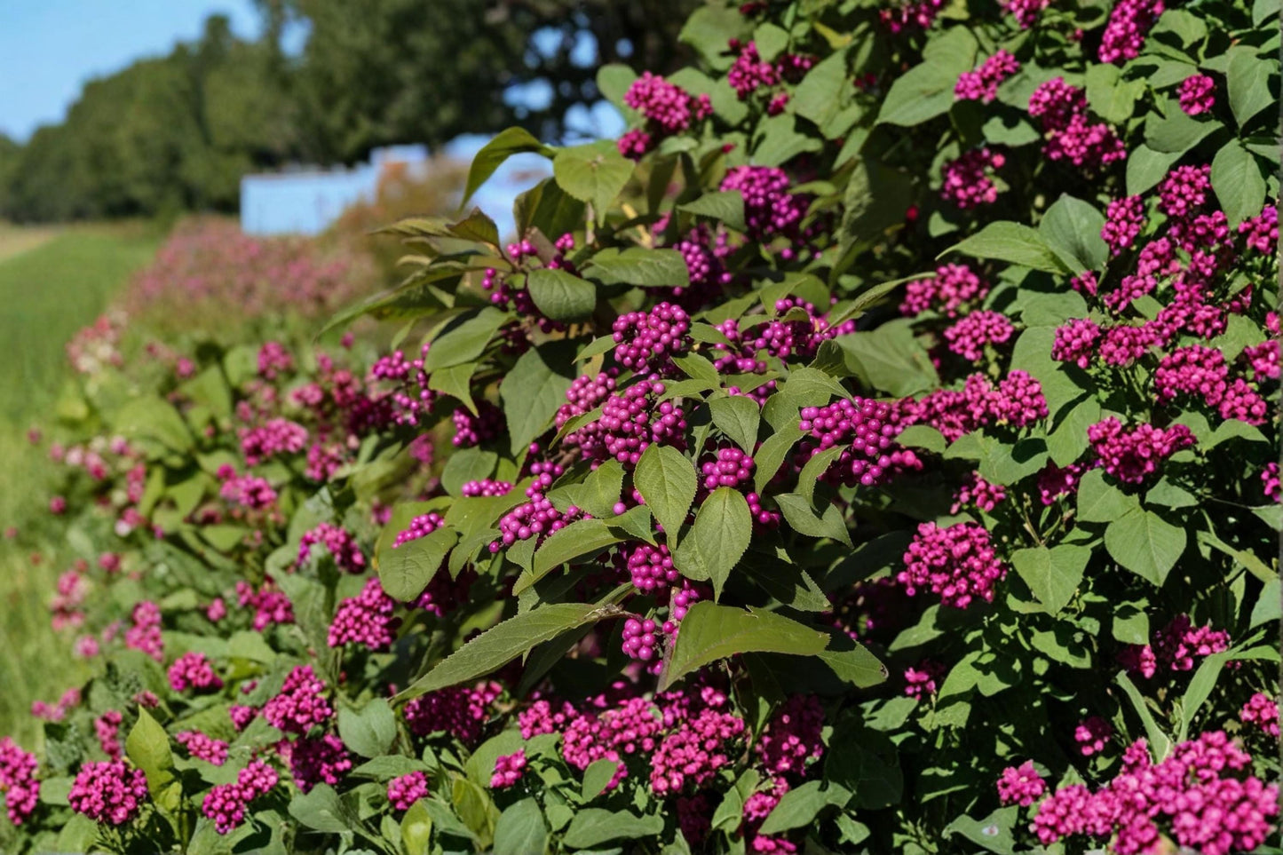 Beautyberry Live Plants Bare Root 12-18" Purple Berry Shrub Callicarpa americana for Garden Landscaping