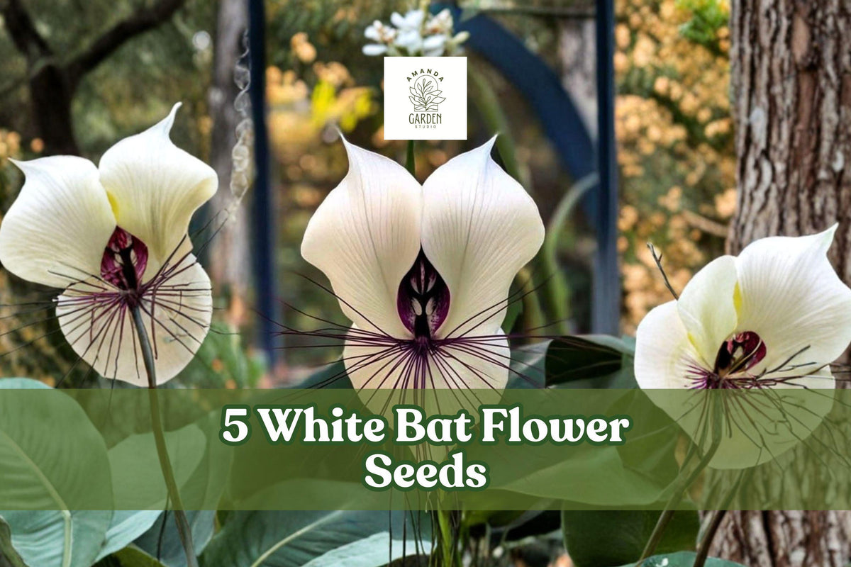 White Bat Flower Seeds – Tacca integrifolia, Rare Tropical Plant, Exotic White Bat-Shaped Blooms, Indoor & Shaded Garden, 5 Seeds