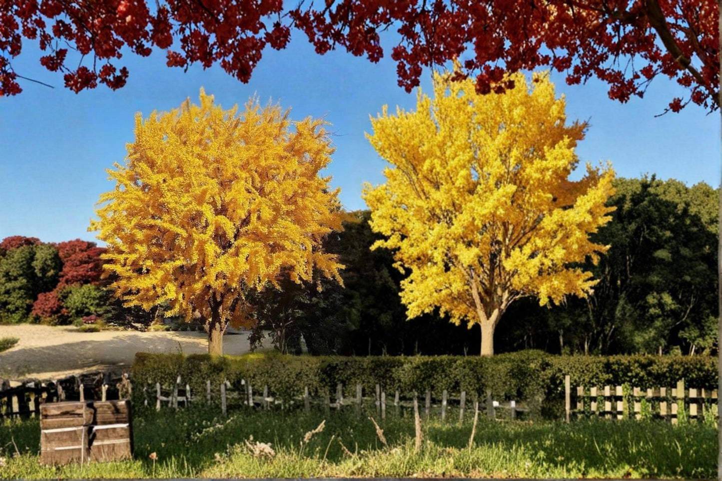 Ginkgo Biloba Live Plant | 1-2 ft Bare Root Ornamental Tree with Fan-Shaped Leaves