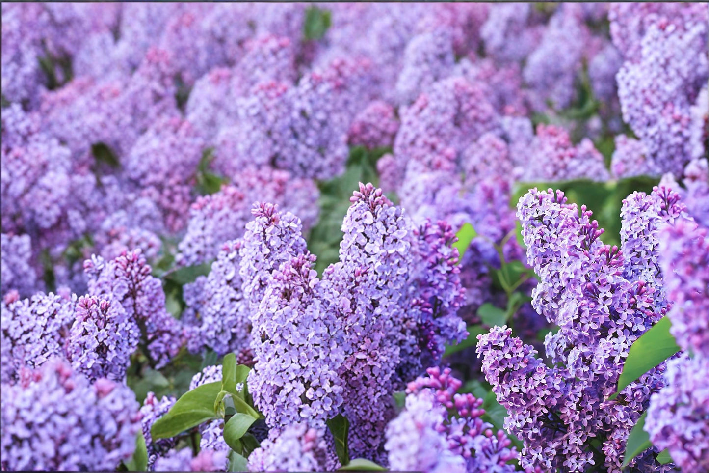 Old Fashioned Lilac Shrub - 2 Bare Root Plants, Purple Fragrant Flowers, Syringa vulgaris, Garden Hedge & Border Plant