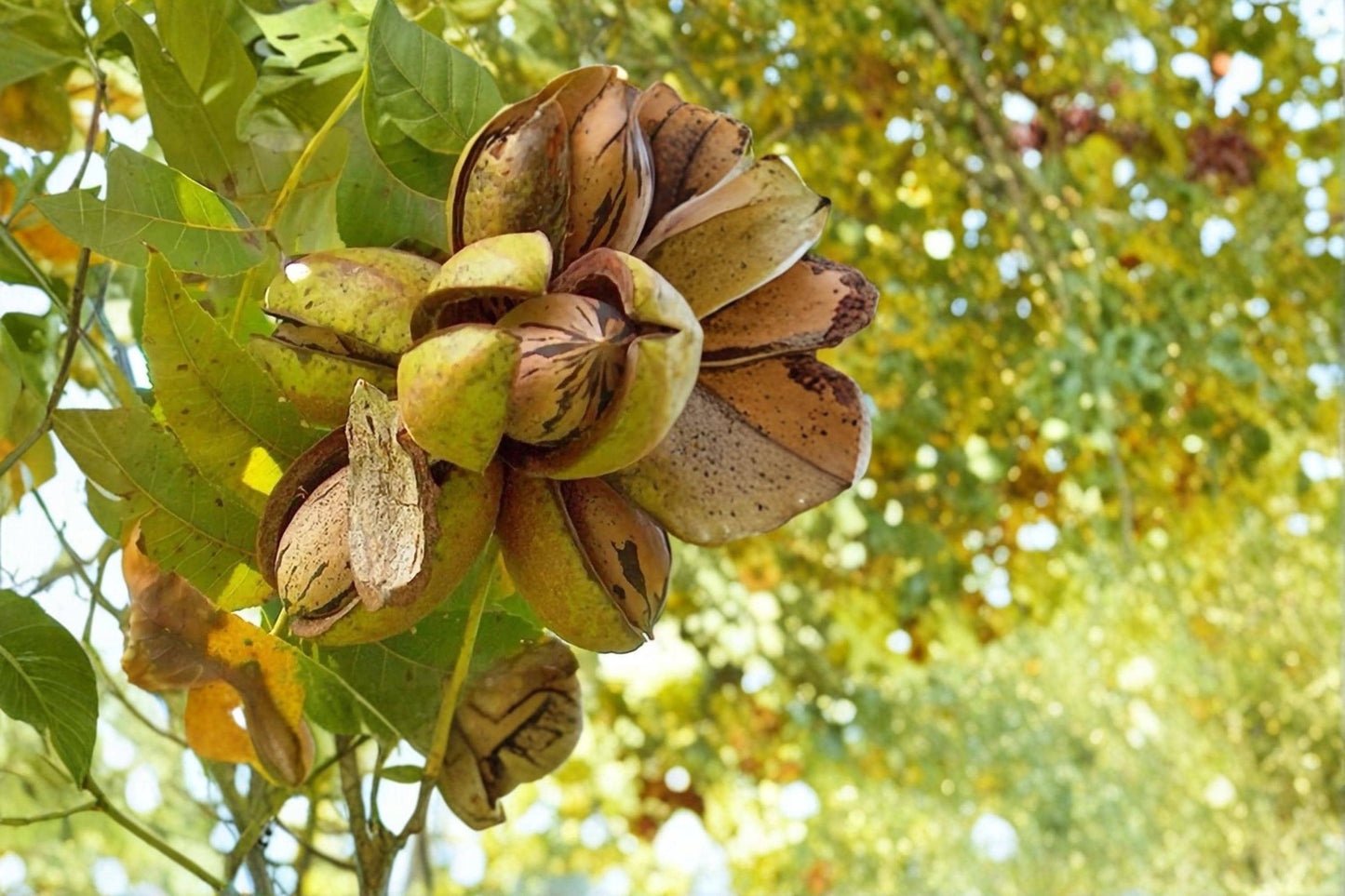 Pecan Tree Bare Root Live Plants 1-2 ft Tall | Stewart Pecan (Carya illinoinensis) Nut Tree for Orchard & Landscape