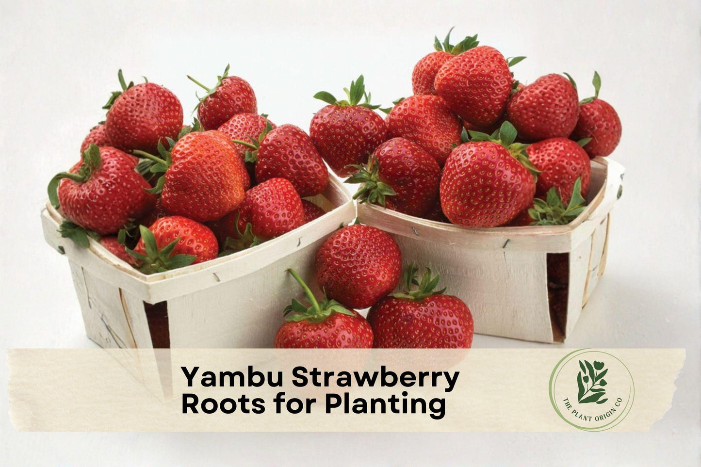 Yambu Strawberry Bare Roots – Live Fragaria × ananassa Fruit Plant for Garden, Container, Outdoor Growing