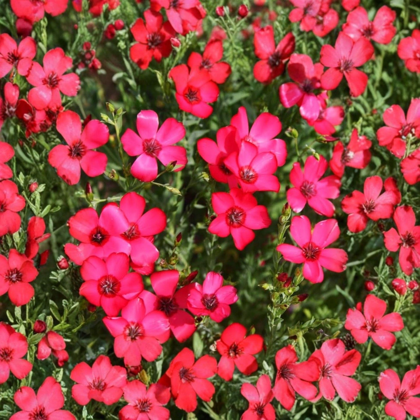 Scarlet Flax Seeds, Annual Wildflower, Bright Red Blooms, Linum grandiflorum rubrum, Pollinator Garden Plant, 100 Seeds