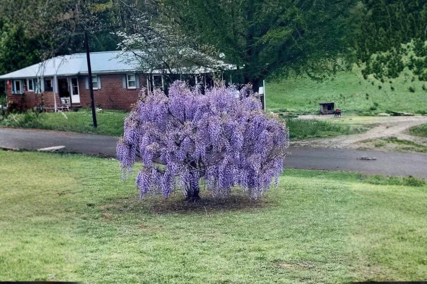 Purple Wisteria Live Plants – 12-18" Climbing Flowering Vine Wisteria sinensis for Gardens and Trellises