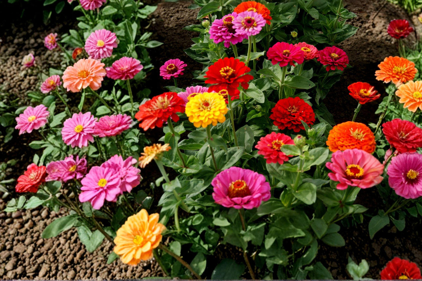 200+ California Giant Zinnia Seeds Mixed Colors, Heirloom Flower Seeds for Garden, Bright Summer Blooms, Cut Flowers, Easy Grow Annuals